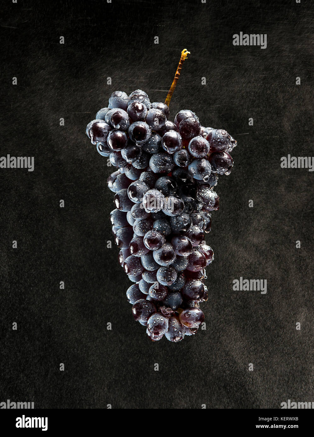 High Angle View of Bunch of Barbera Grapes with Moisture on Black Background Stock Photo