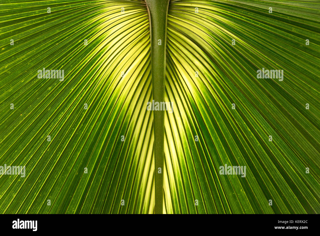 Sabal Bermudana Palm leaf close up growing at Kew Botanical Gardens in London Stock Photo