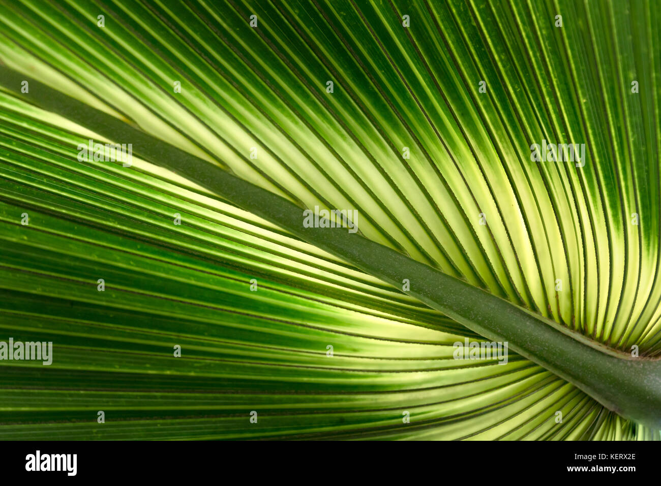 Sabal Bermudana Palm leaf close up growing at Kew Botanical Gardens in London Stock Photo