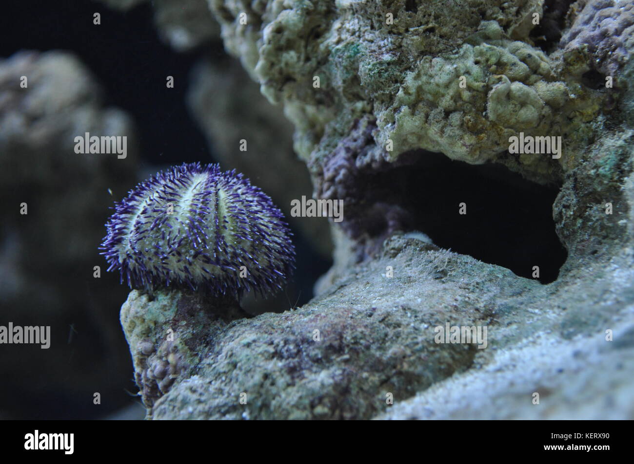 Sea Urchin - Marine Invertebrates Stock Photo