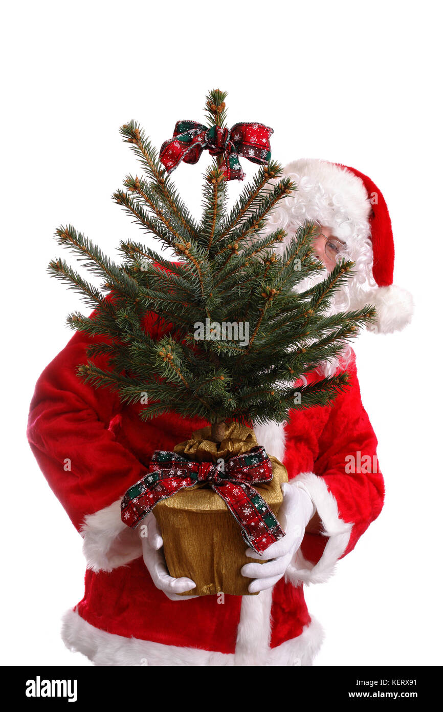 Santa Clause holding wrapped potted christmas tree as a gift - isolated on white Stock Photo