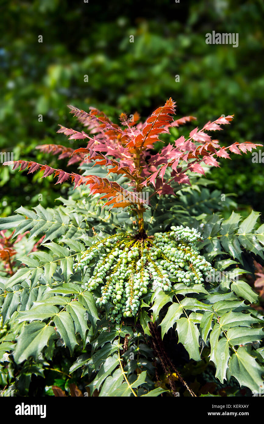 Mahonia japonica 'Buckland' showing new spring growth along with fruits from the previous season Stock Photo