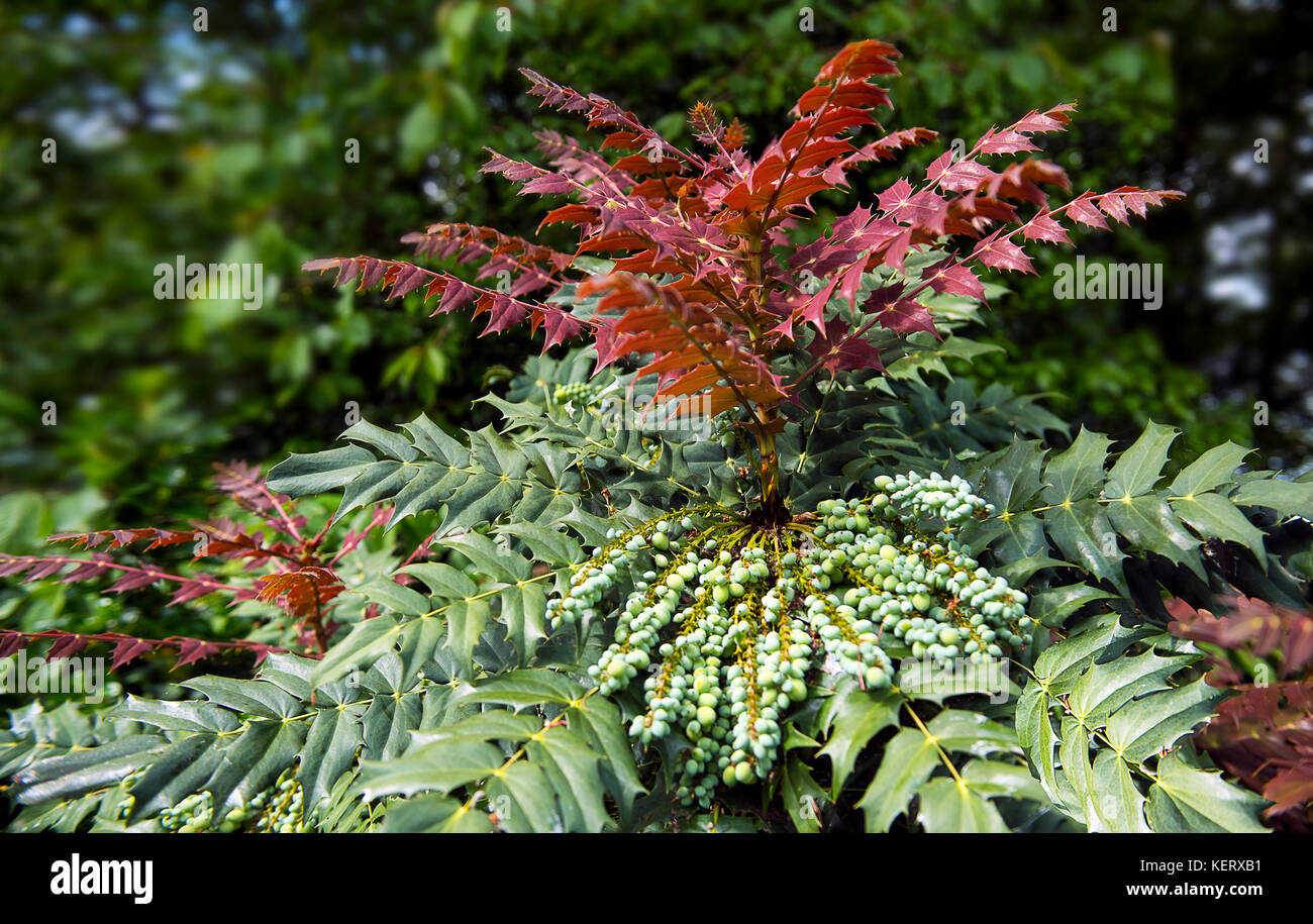 Mahonia japonica 'Buckland' showing new spring growth along with fruits from the previous season Stock Photo