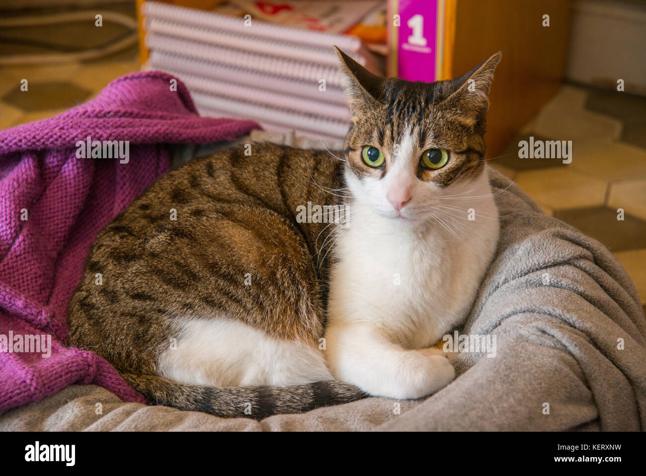 Tabby and white lying in his bed. Stock Photo
