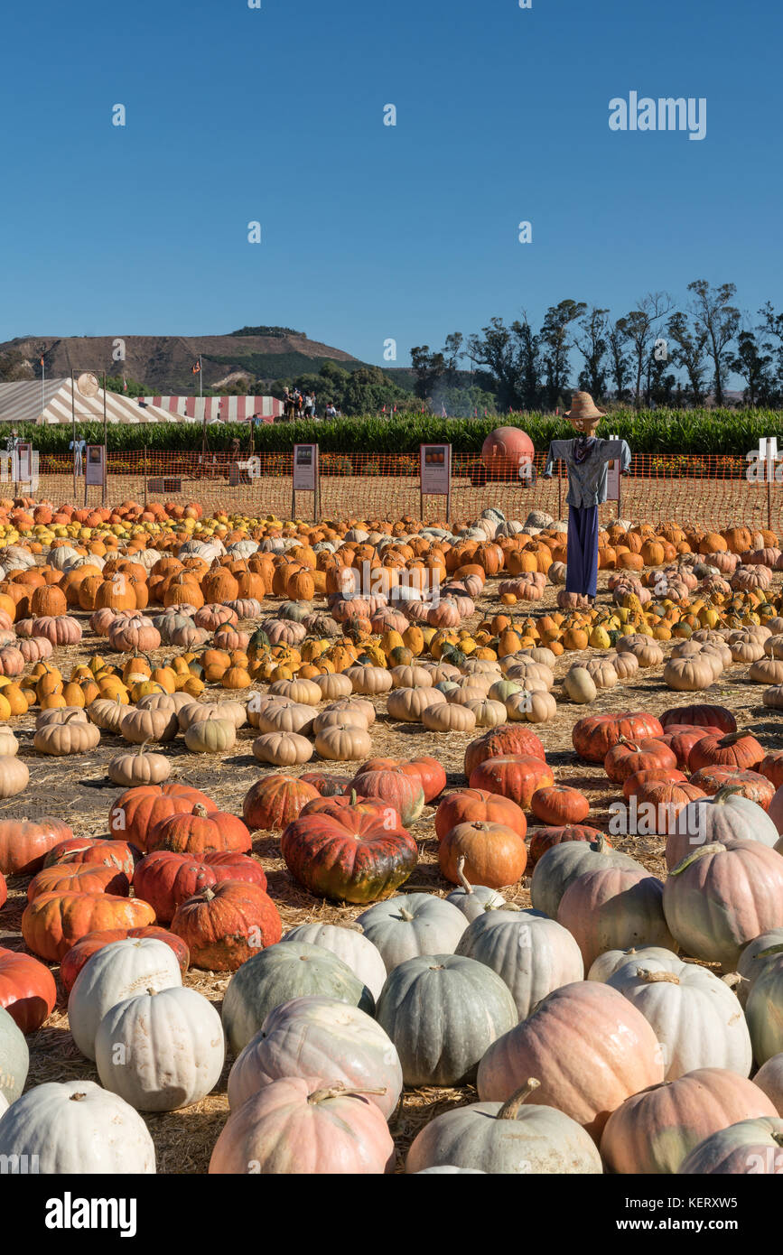Moorpark, California, United States October 22, 2017 Harvest