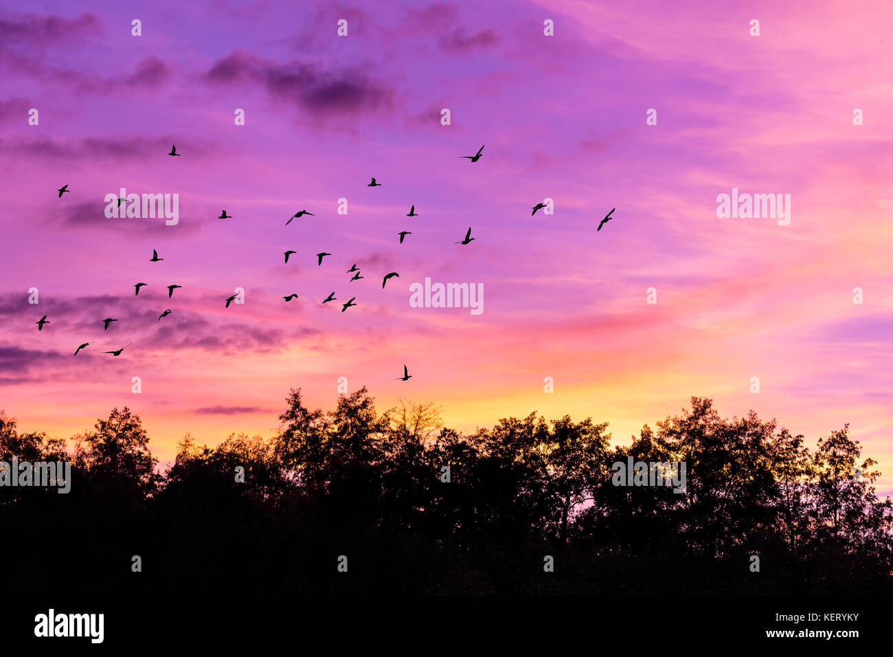 Beautiful vibrant sunset above a forest. The flock of a birds flying above a trees. Many warm colors. Stock Photo