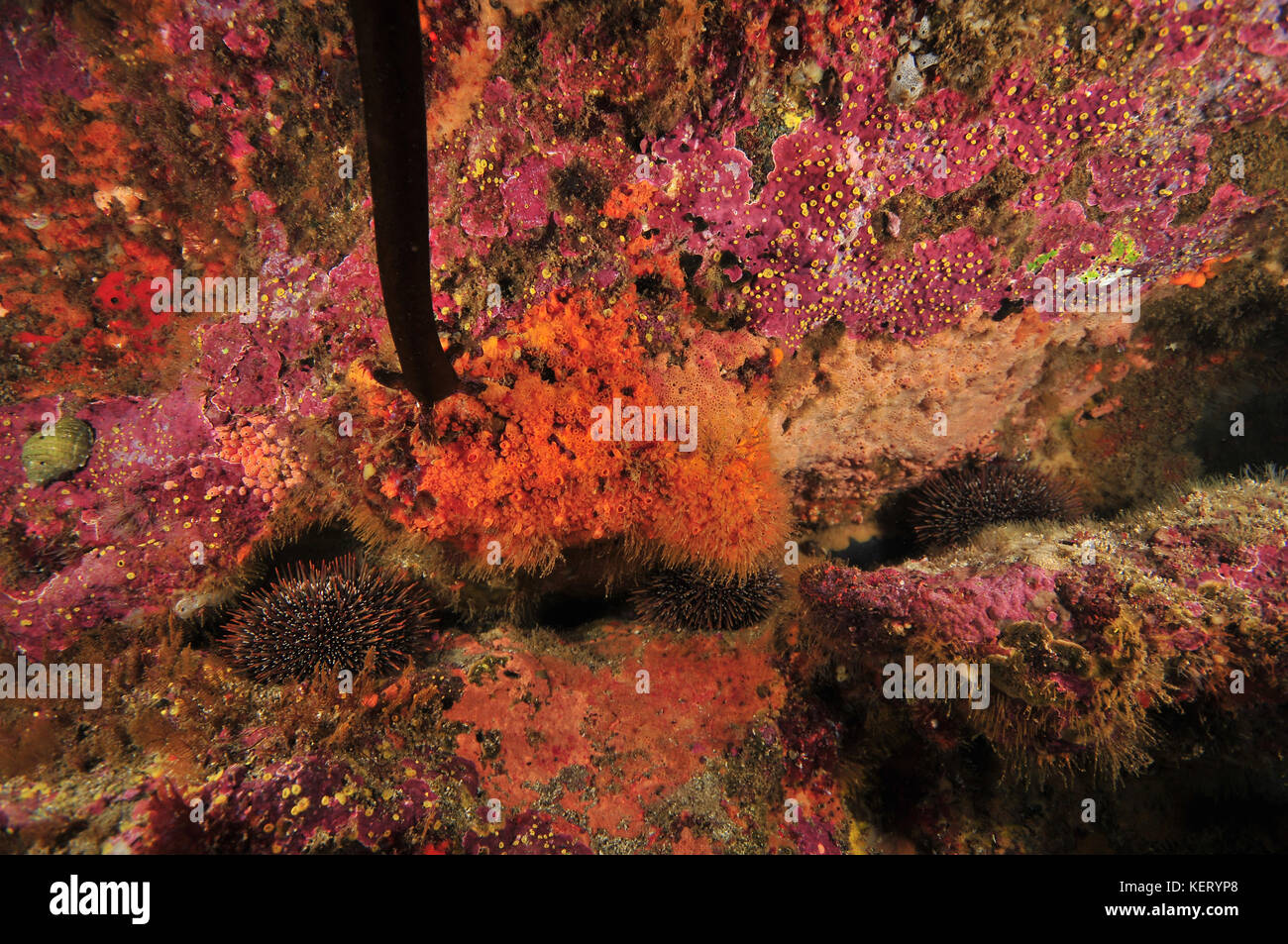 Rocky wall covered with colourful encrusting invertebrates and pink coralline algae with sea urchins hiding in cracks. Stock Photo