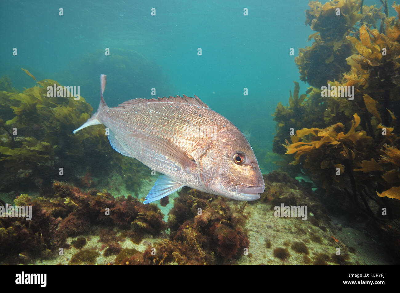 Big Australasian snapper Pagrus auratus turning right in front of camera. Stock Photo