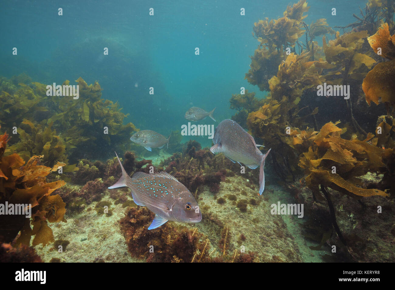 Australasian snappers Pagrus auratus among brown sea weeds of temperate Pacific ocean. Stock Photo