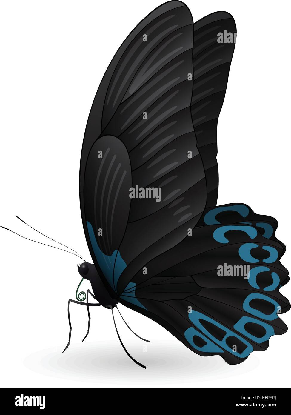 Beautiful butterfly isolated on a white background Stock Vector Image ...