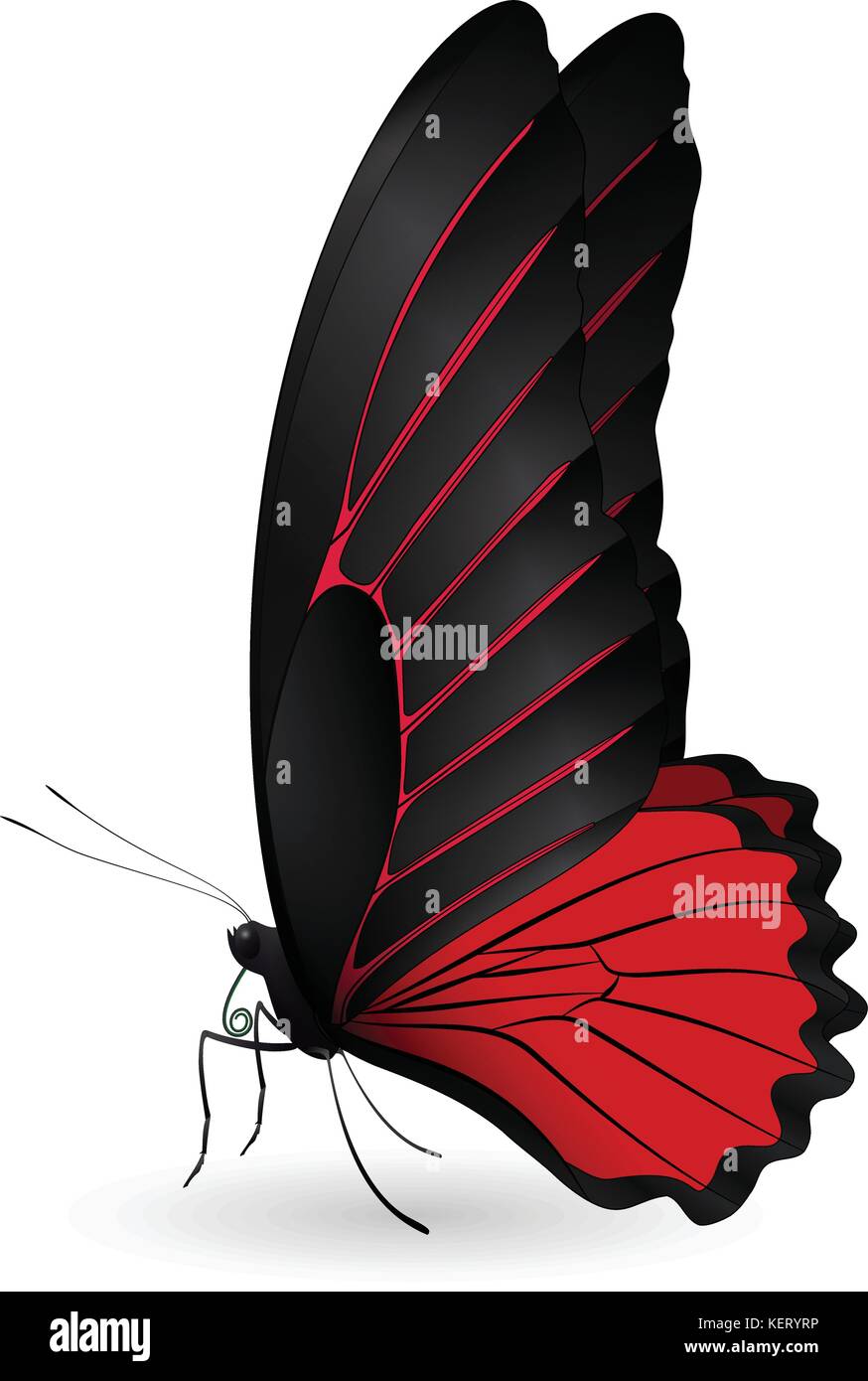 Beautiful butterfly isolated on a white background Stock Vector Image ...
