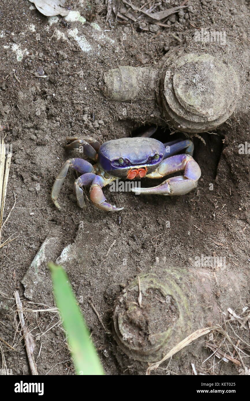 Blue Land Crab (Cardisoma guanhumi), Poponjoche Trail, Pachira Lodge, Tortuguero, Limón province, Caribbean Sea, Costa Rica, Central America Stock Photo