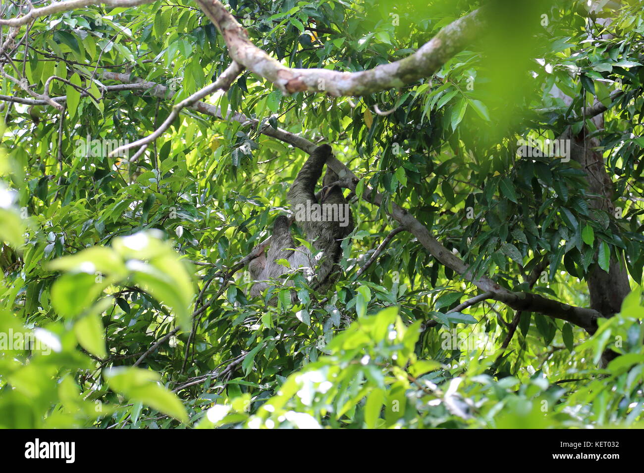 Three-toed Sloth (Bradypus variegatus), Poponjoche Trail, Pachira Lodge, Tortuguero, Limón province, Caribbean Sea, Costa Rica, Central America Stock Photo
