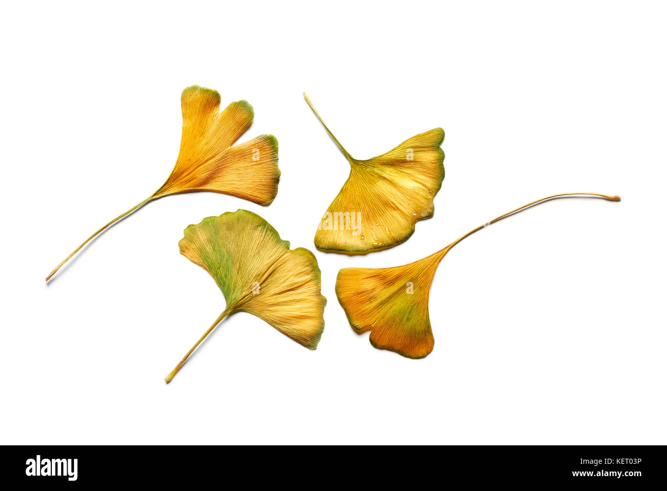 Group of intense yellow autumn Ginkgo biloba leaves isolated on white. Stock Photo