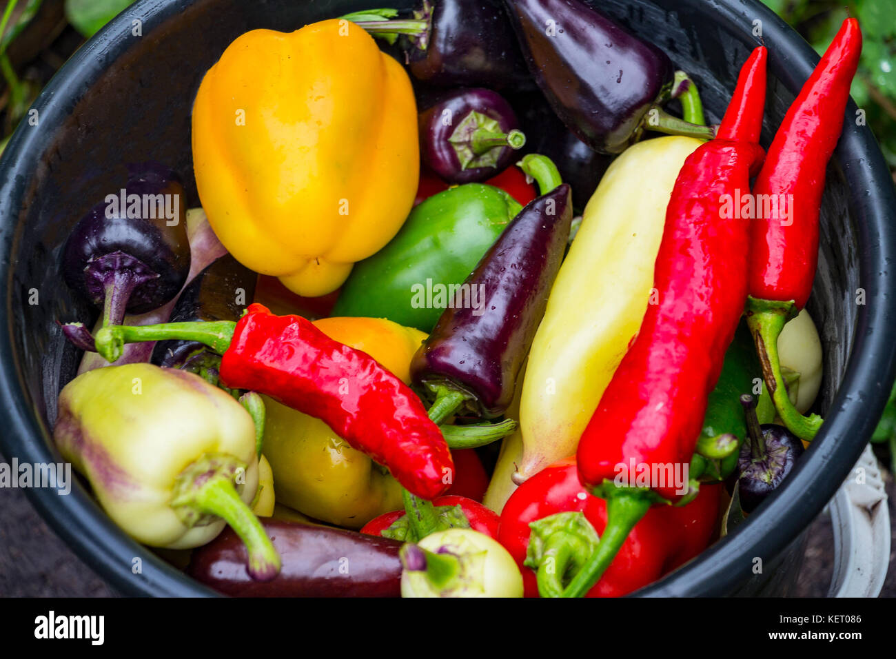 Pepper harvest hi-res stock photography and images - Alamy