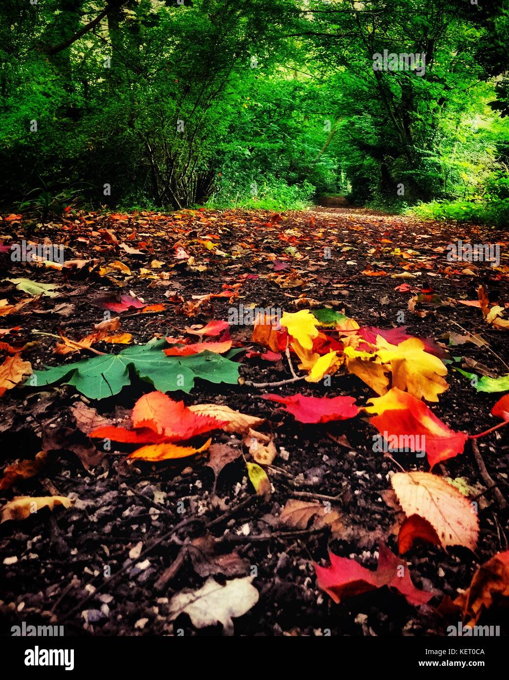 Colourful autumn leaves on the forest floor Stock Photo - Alamy