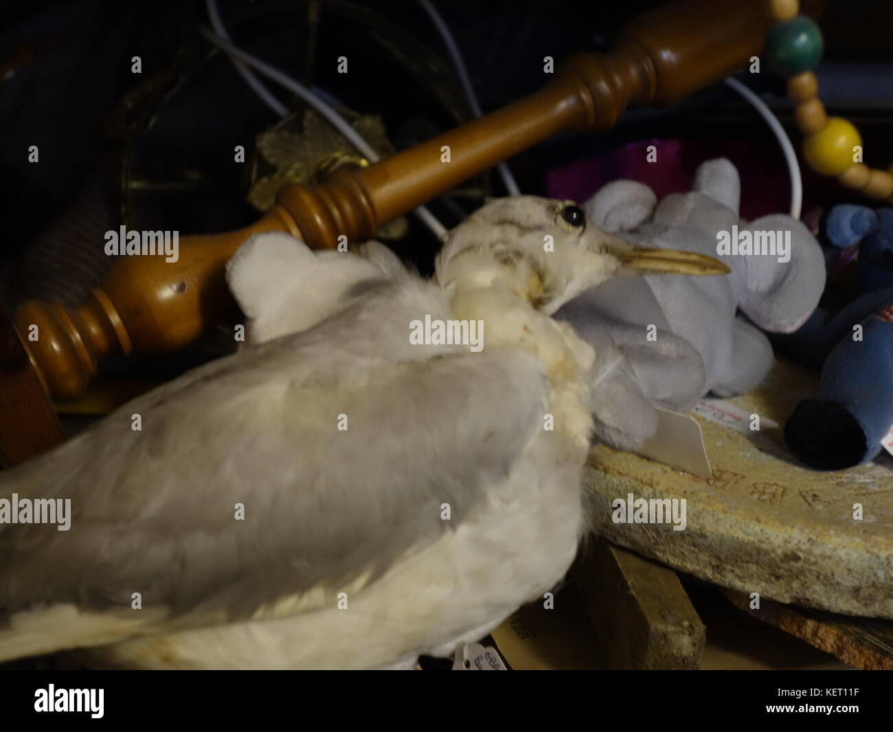 an old,tired taxidermy seagull Stock Photo