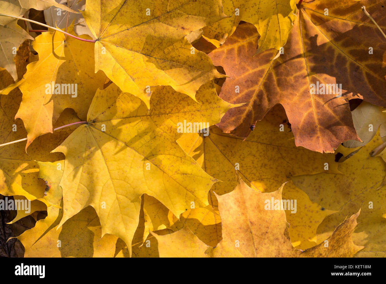 Pile of maple leaves in fall colors Stock Photo