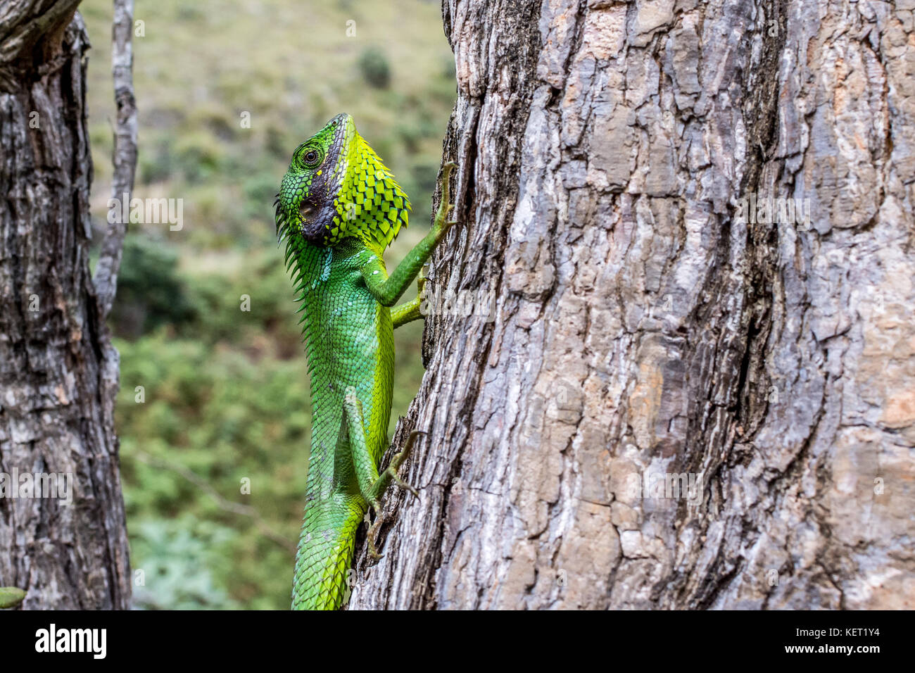 Green Garden Lizard (Calotes calotes) Stock Photo