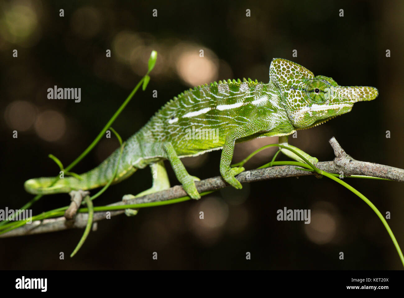 Labord's chameleon (Furcifer labordi), male, Kirindy National Park, Madagascar Stock Photo