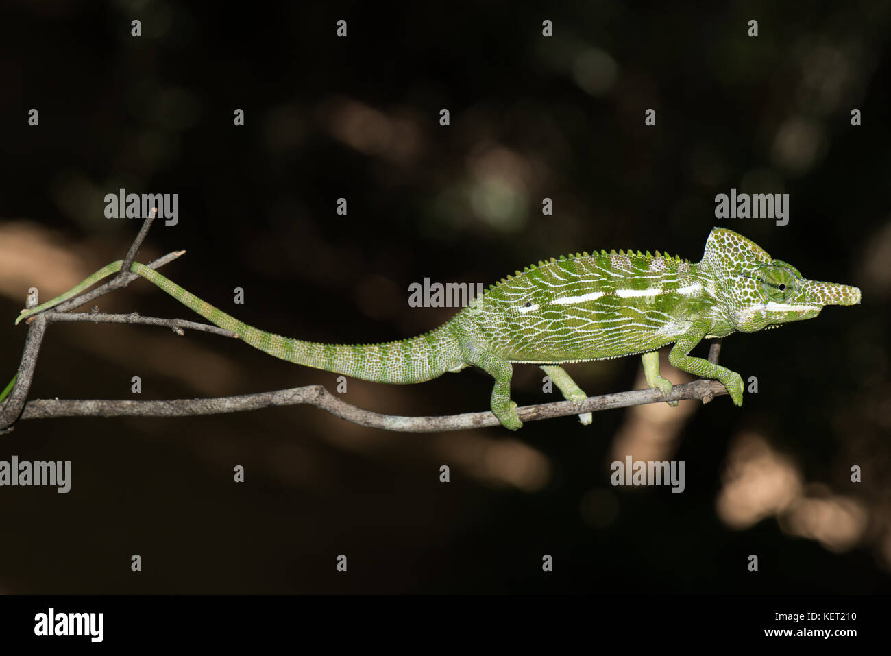 Labord's chameleon (Furcifer labordi), male, Kirindy National Park, Madagascar Stock Photo