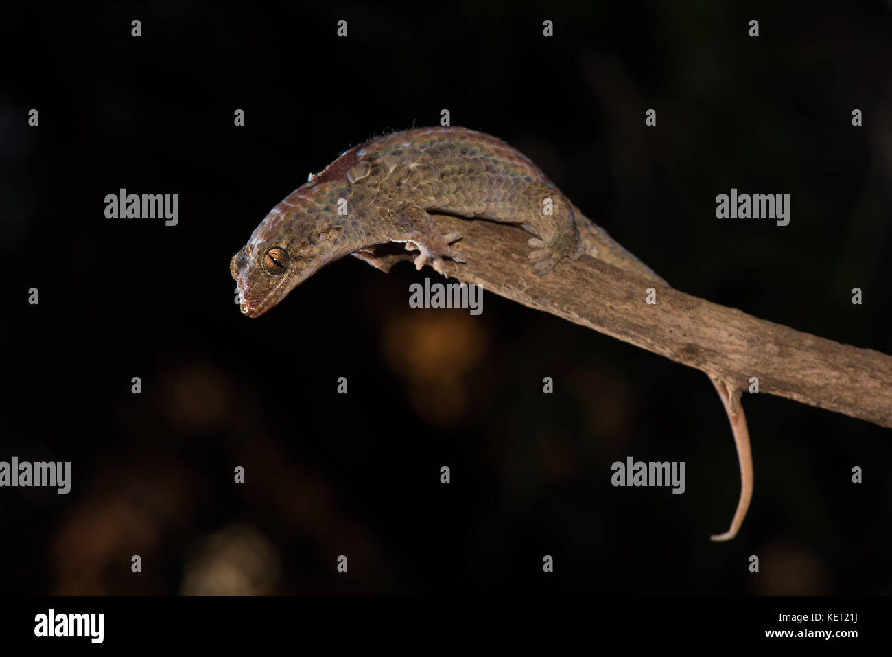 Fish scale gecko (Geckolepis maculata), Kirindy National Park, Madagascar Stock Photo