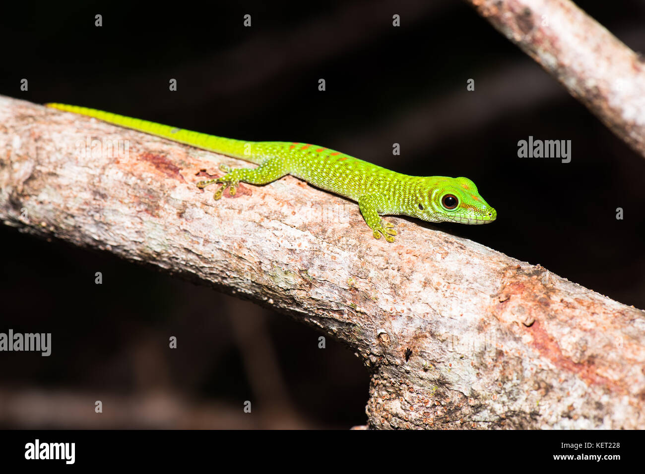 Madagascar giant day gecko (Phelsuma grandis), male, Nosy Tanikely National Park, Northwest Madagascar, Madagascar Stock Photo