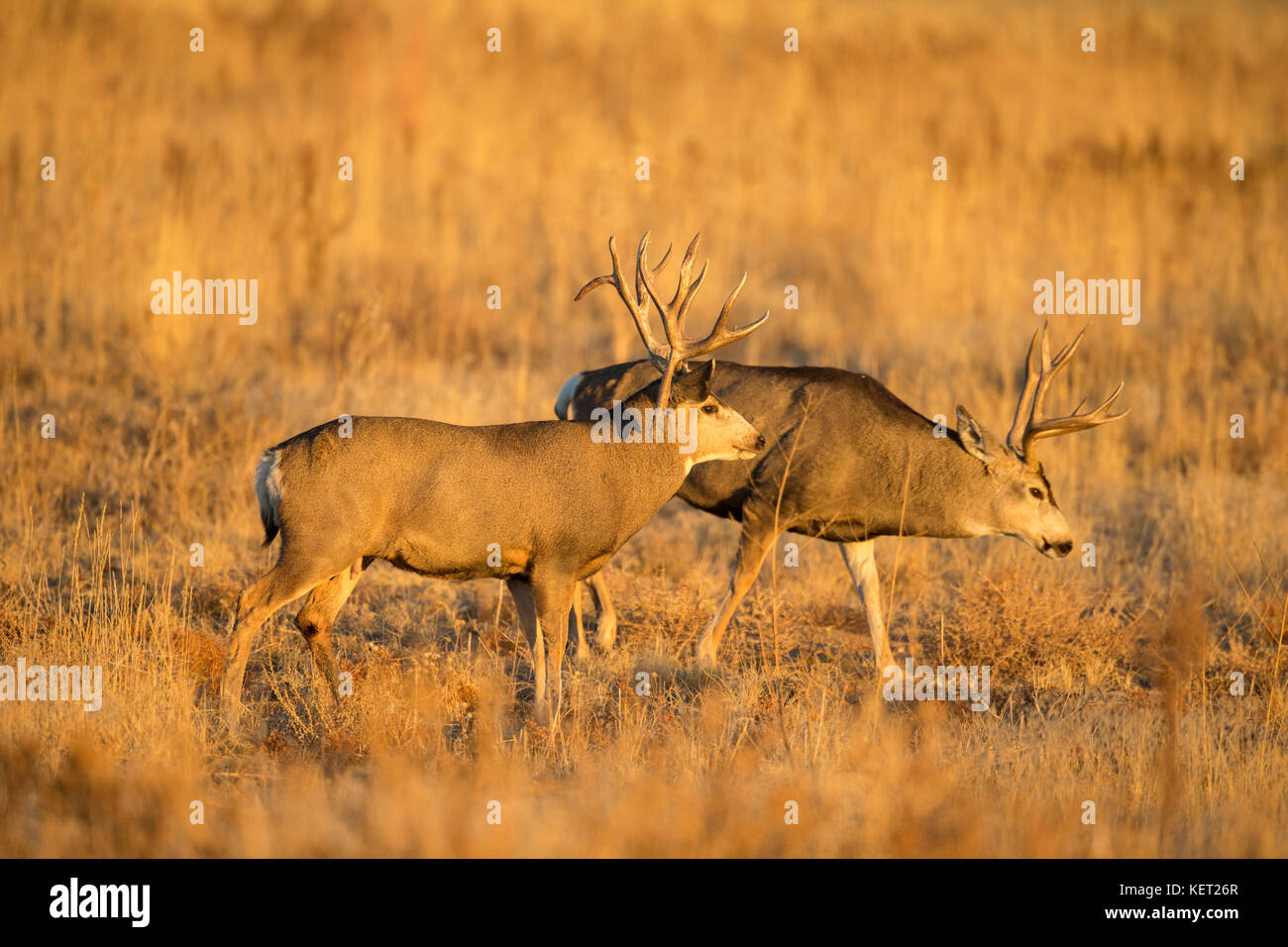 Mule deer buck  during the rut Stock Photo