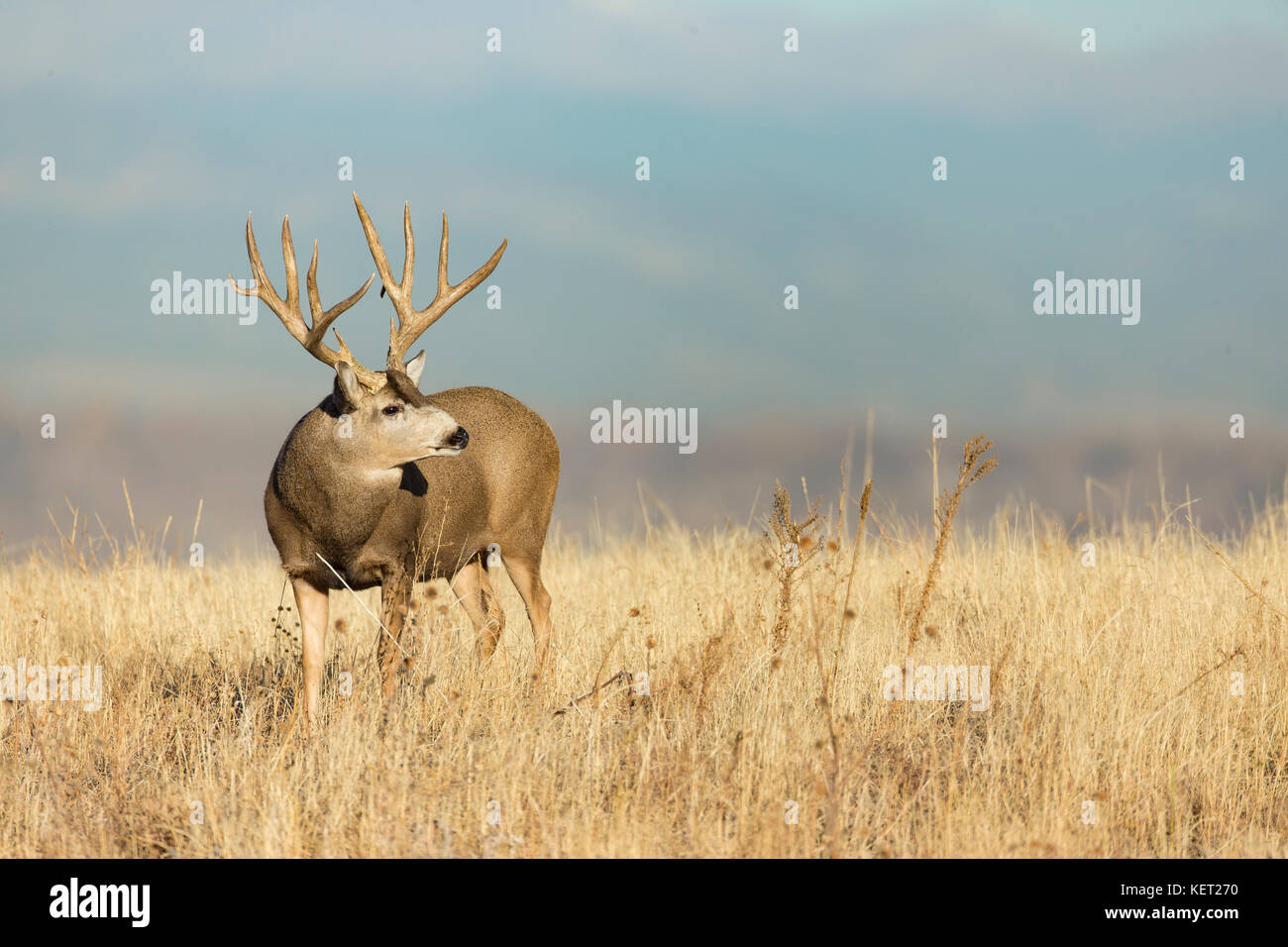 Trophy sized mule deer buck during autumn rut Stock Photo Alamy
