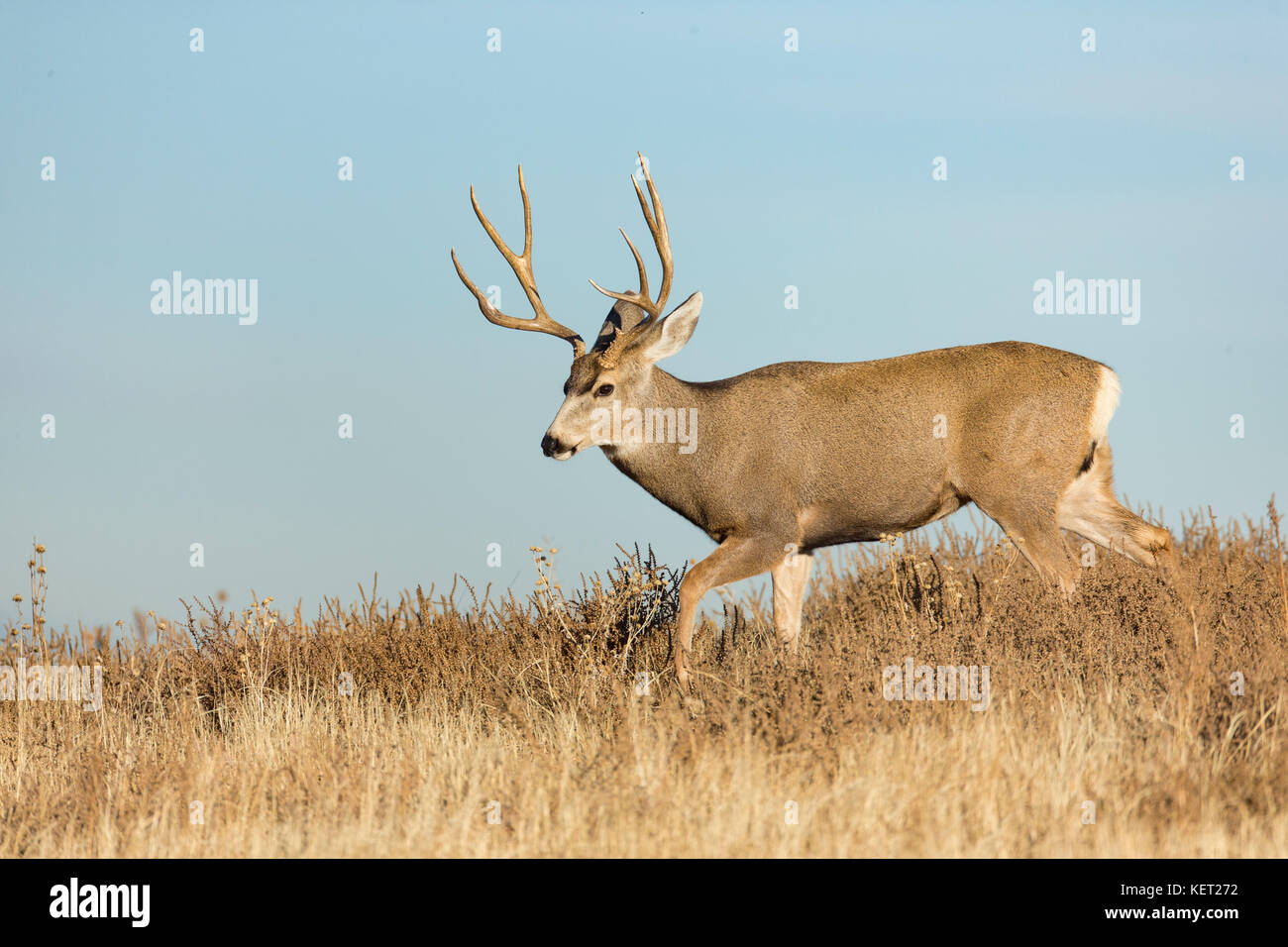 Mule deer buck during the rut Stock Photo Alamy