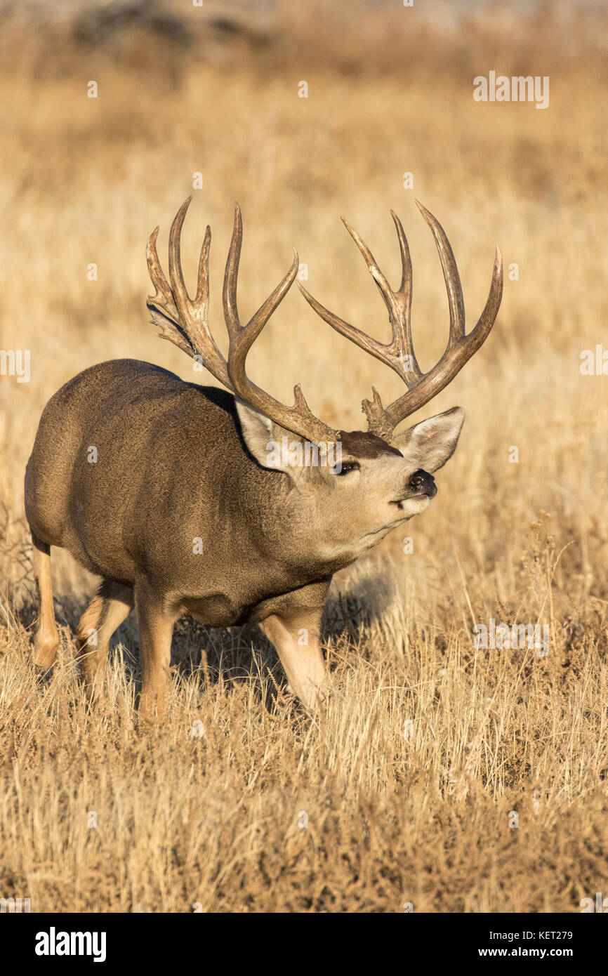 Trophy mule deer buck during autumn rut in Colorado Stock Photo Alamy