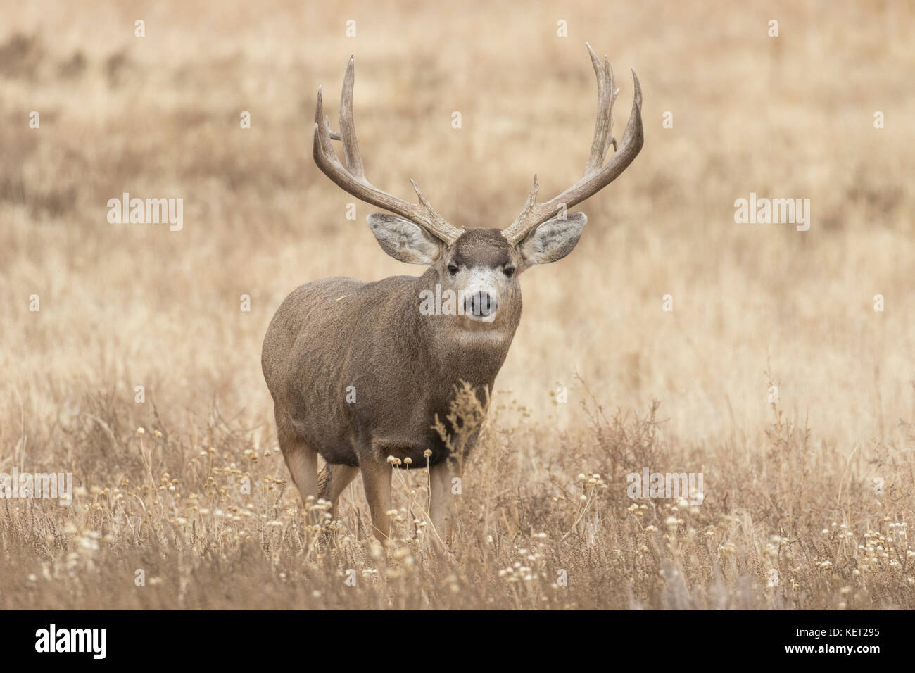 Trophy mule deer buck during autumn rut in Colorado Stock Photo Alamy
