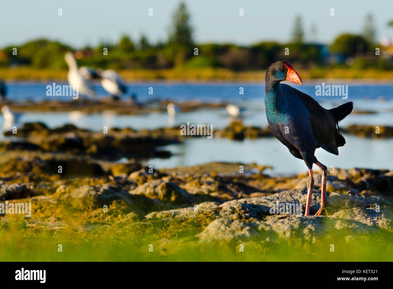 Purple Swamp Hen (Porphyrio porphyrio) walking on shore of Lake Richmond, Western Australia Stock Photo