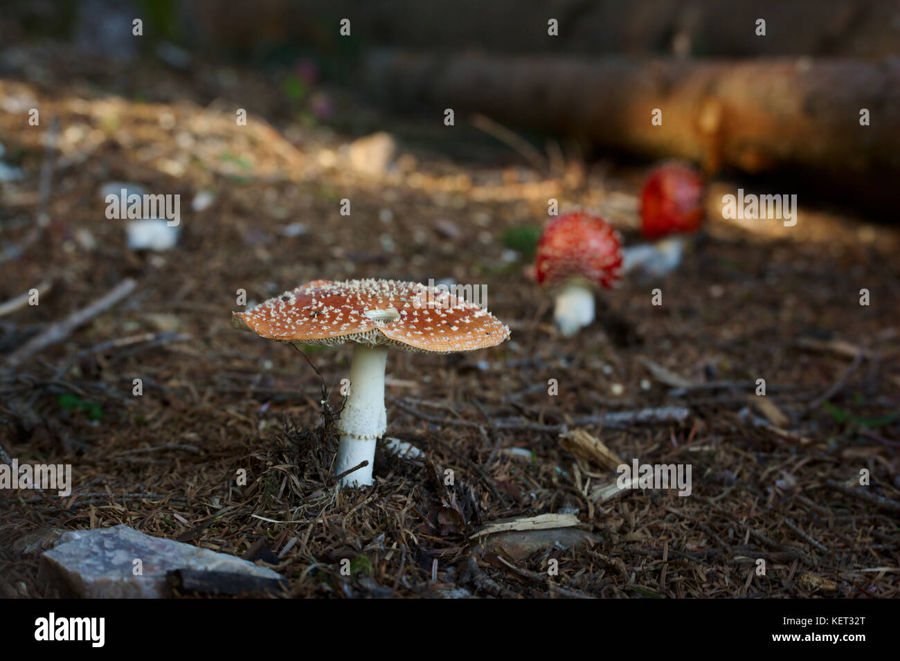 Three fly agarics in a row in a sunny forest in Switzerland Stock Photo