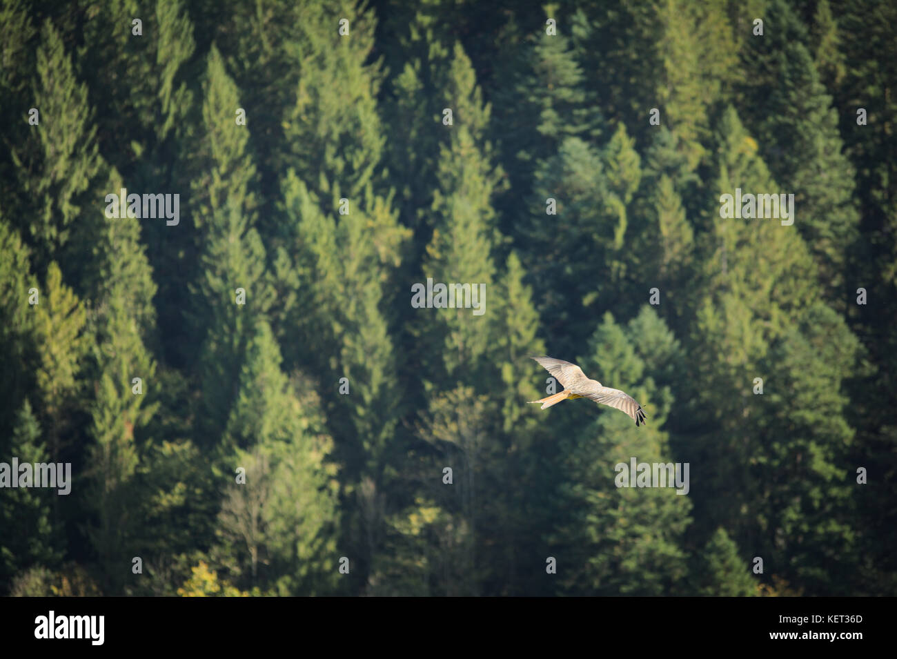 Red kite flying over a beautiful, sunny landscape in Switzerland Stock