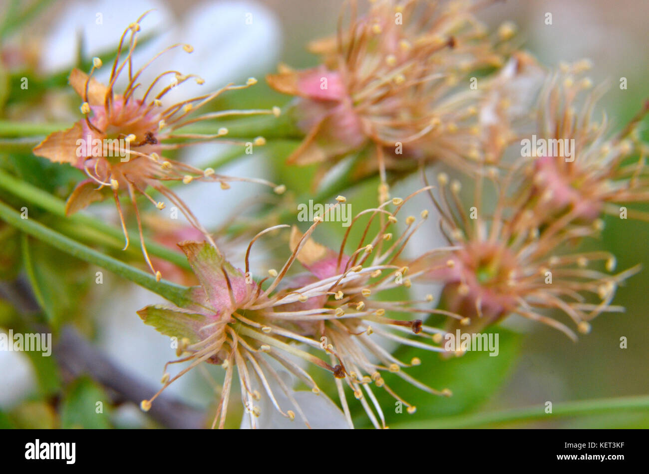 picture of a fruit tree blossom macro Stock Photo Alamy