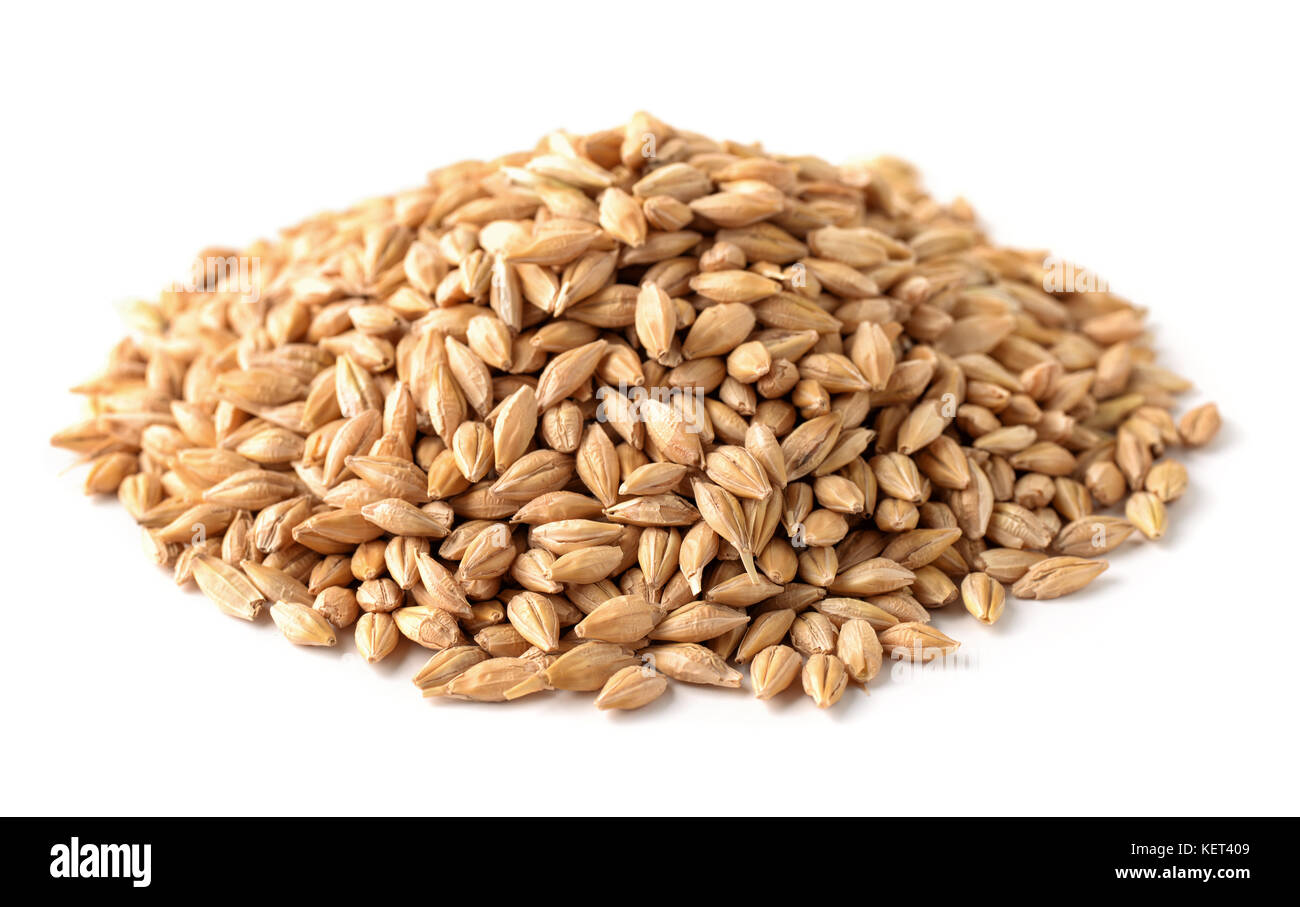 Pile of barley seeds isolated on white Stock Photo