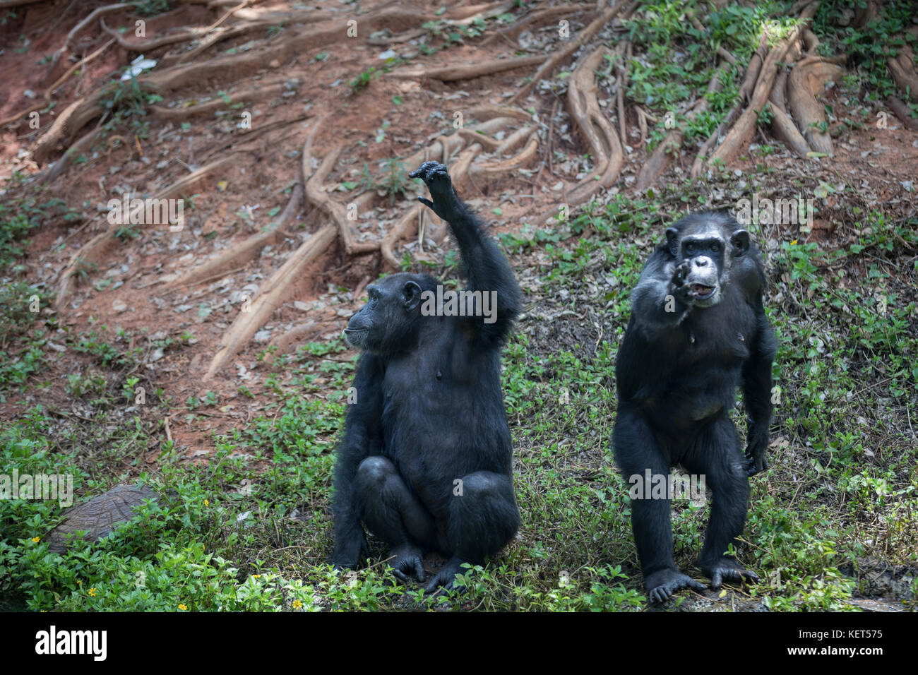 Gorilla hair hi-res stock photography and images - Alamy