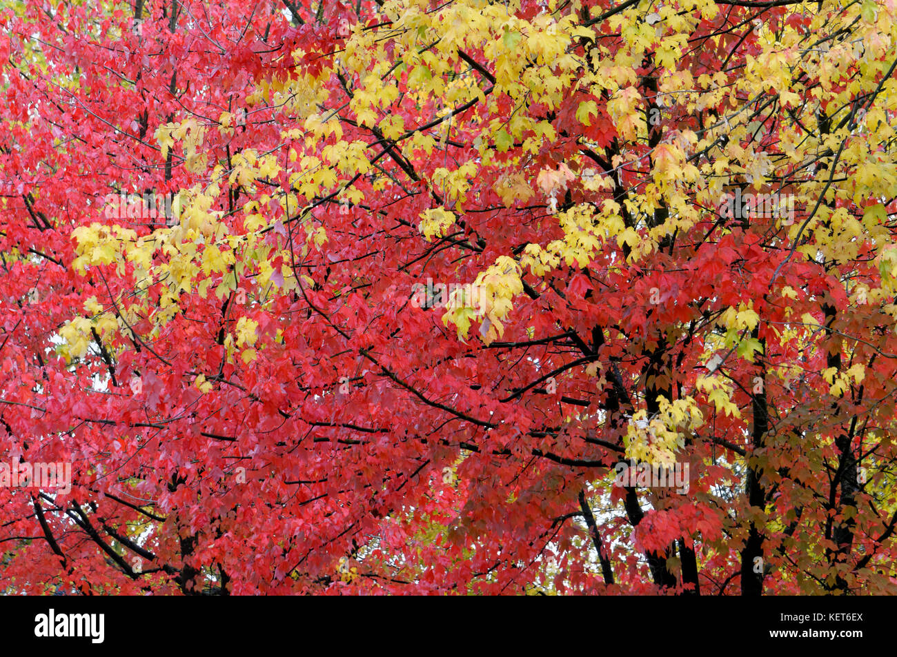 Red and yellow fall foliage of maple trees in Vancouver, BC, Canada