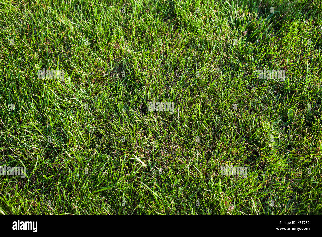 Artificial grass food hi-res stock photography and images - Alamy