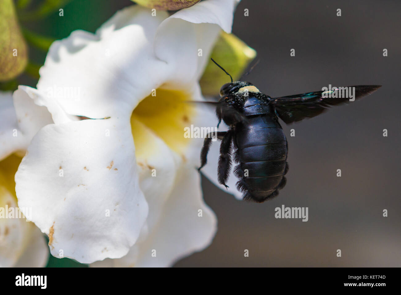 Xylocopa micans - carpenter bee. Stock Photo