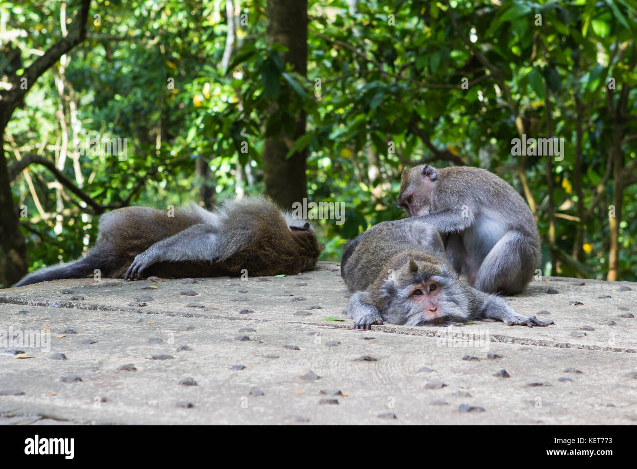 Ubud Monkey Forest. Bali, Indonesia. Stock Photo