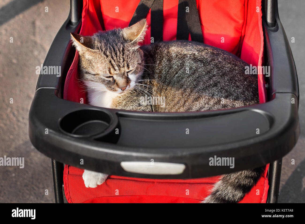 Cat in stroller on a trip Stock Photo Alamy