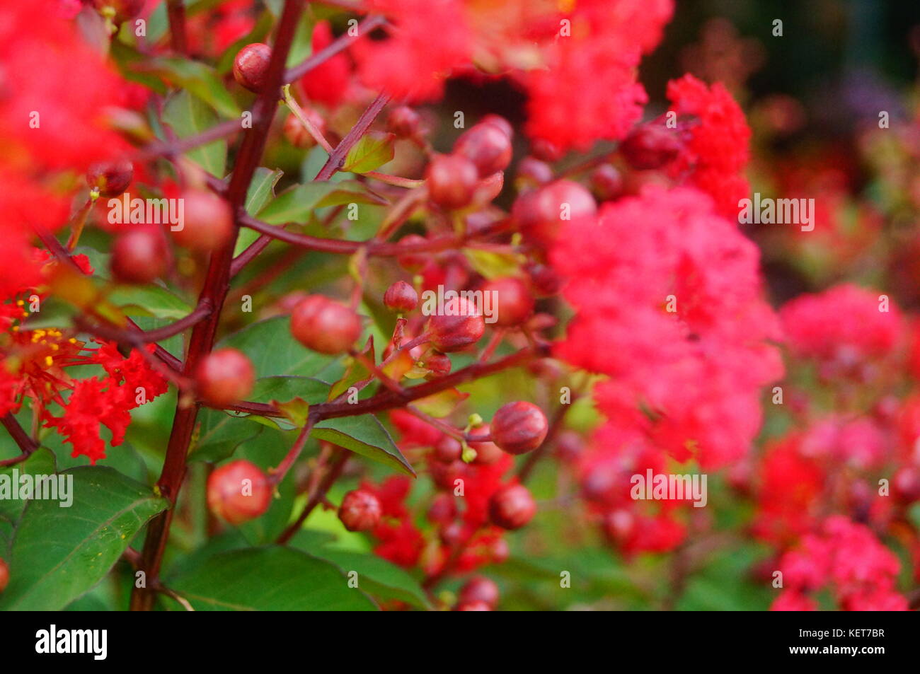 Crape myrtle flowers, flowers color, very beautiful Stock Photo Alamy