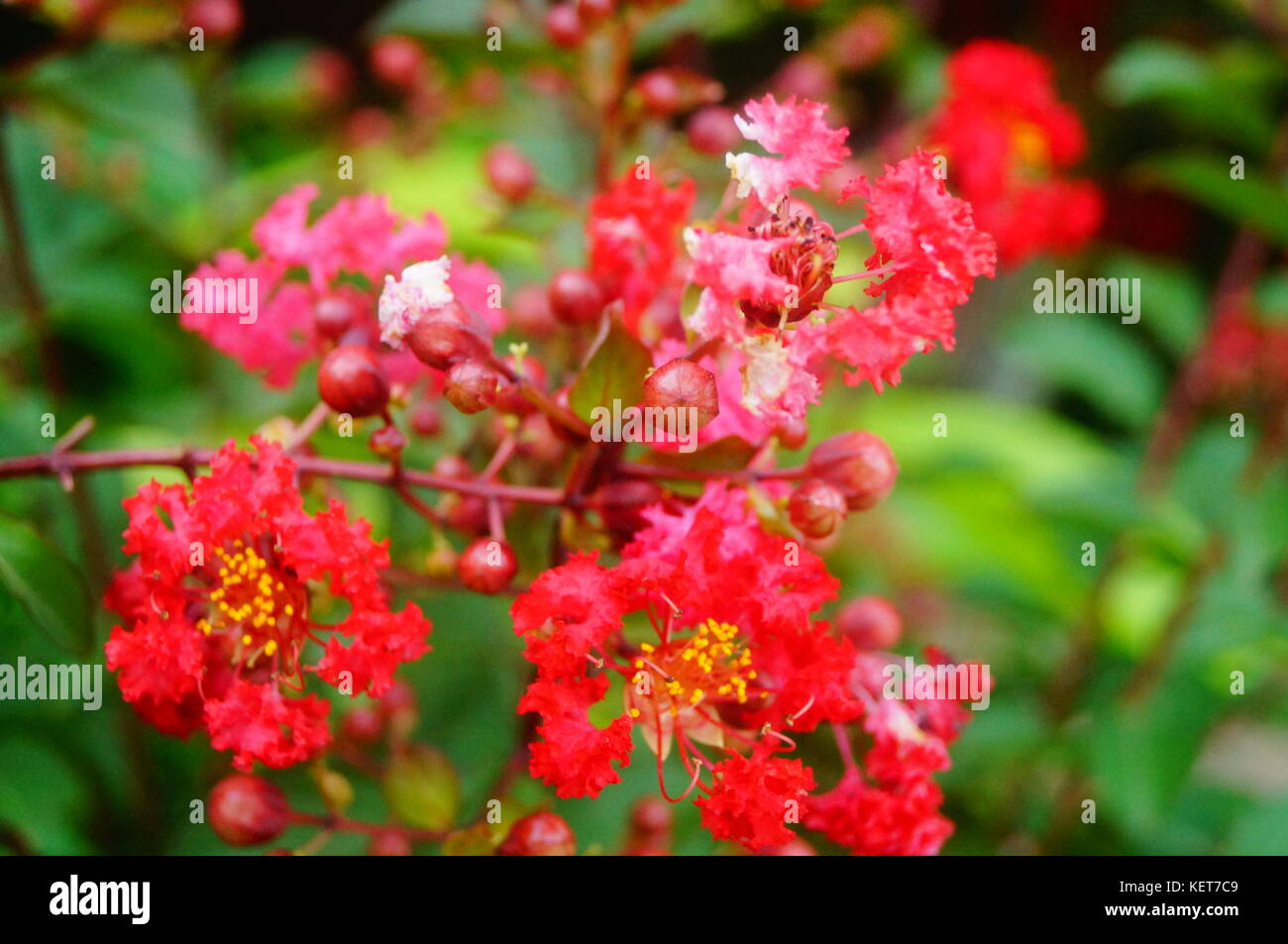 Crape myrtle flowers, flowers color, very beautiful Stock Photo Alamy