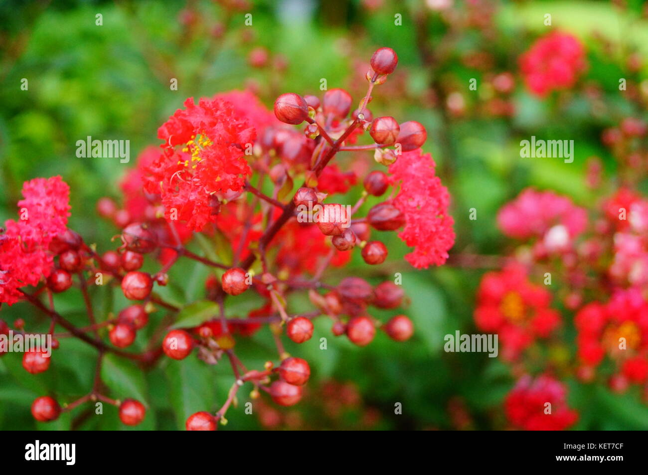 Crape myrtle flowers, flowers color, very beautiful Stock Photo Alamy