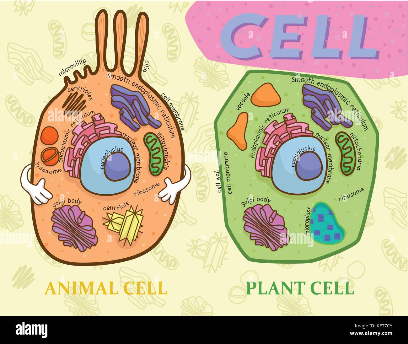 Education chart of biology for animal cell and plant cell diagram Stock Vector