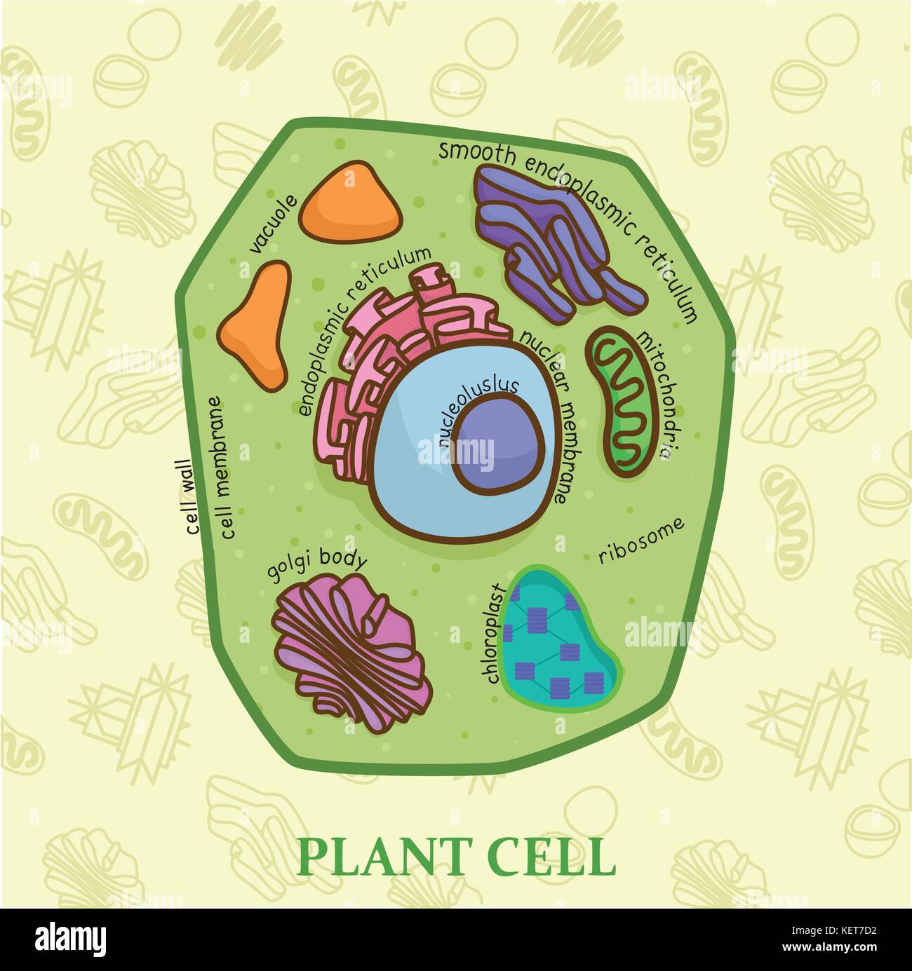 Education chart of biology for plant cell diagram Stock Vector