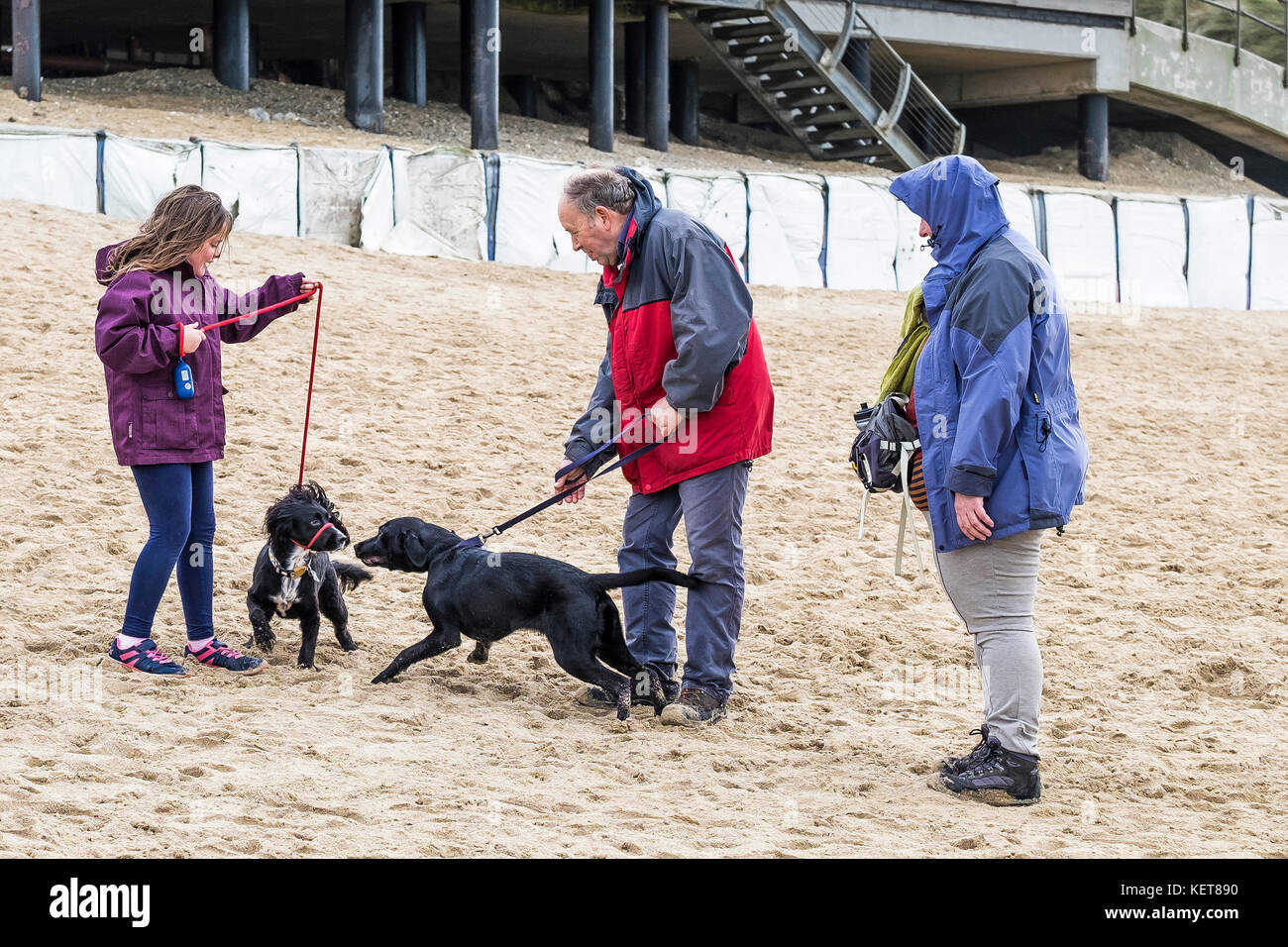 Dog walking - people walking their dogs on Fistral Beach Newquay. Stock Photo
