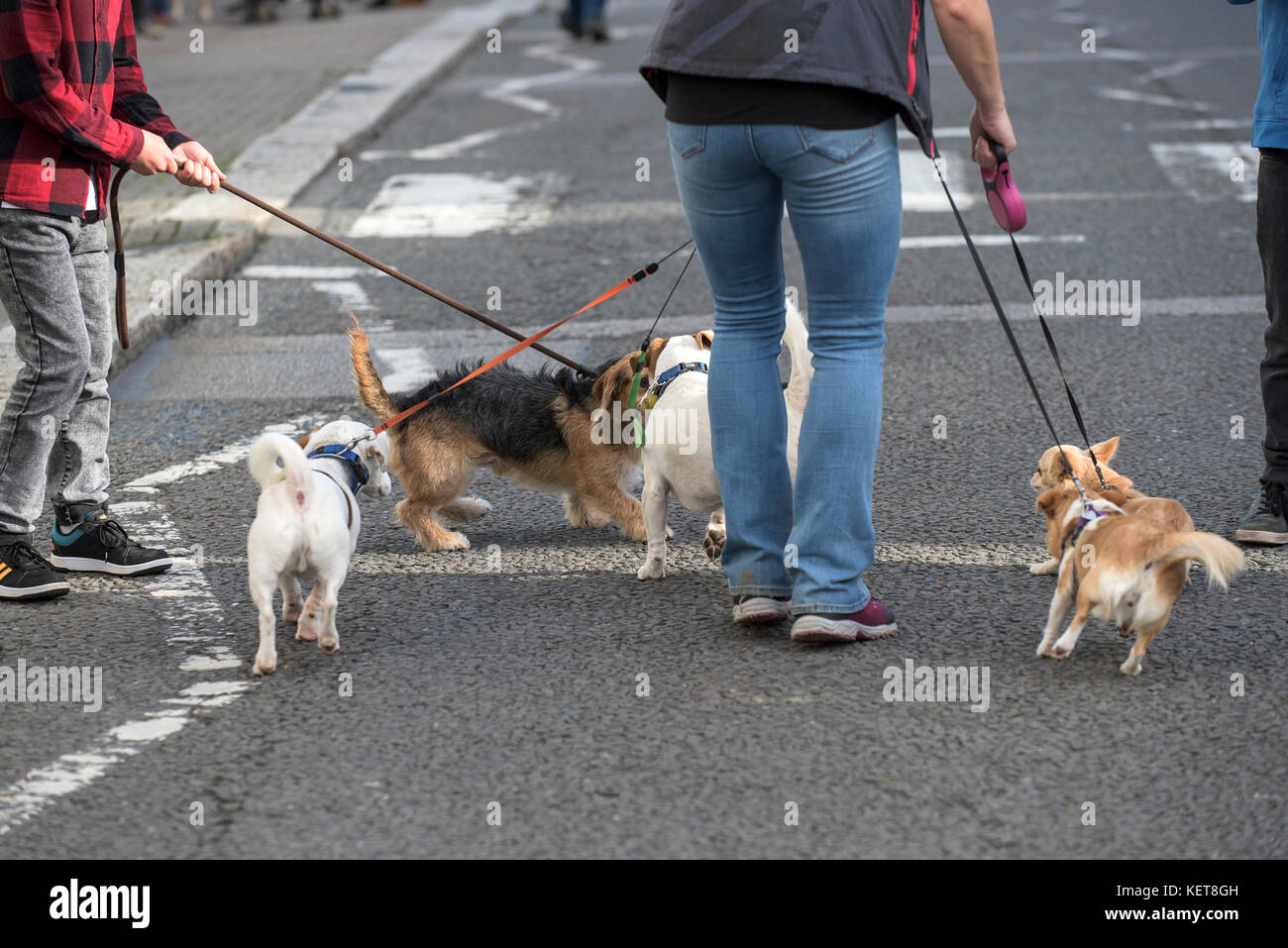 Dog walking - Dog walkers on a street. Stock Photo